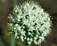 Allium cepa 