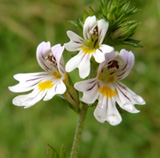 Euphrasia officinalis 