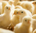 Benessere animale che nuoce agli animali