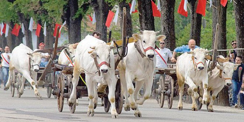 La corsa dei buoi di Caresana (Vercelli) ogni anno contestata agli animalisti per le condizioni di stress e fatica a cui gli animali sono costretti