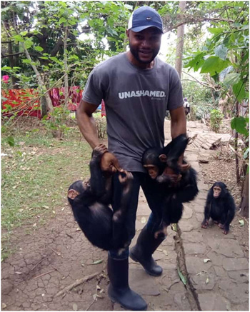 Chimpanzés orphelins arrachés aux mains des braconniers