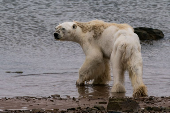 L’orso polare in fin di vita