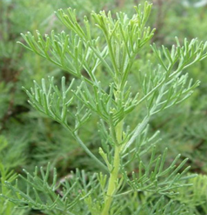 Artemisia abrotanum