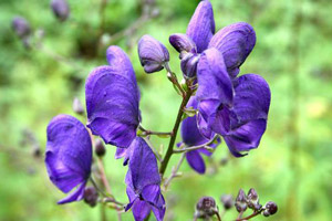 Aconitum napellus