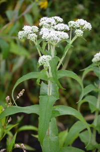 Eupatorium perfoliatum