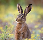 In Milan, hares take back parks