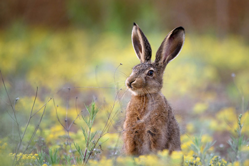 In Milan, hares take back parks