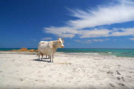 Vaches solitaires sur la plage de Berchida, Sardaigne