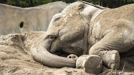 One of the 14 Asian elephants who got drunk in the garden of a deserted villa drinking 30 liters of corn wine