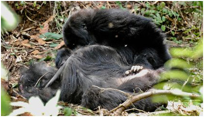 Gorilles s’asseyent auprès du cadavre, la tête pencher