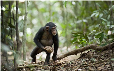 Chimpanzé se conduit de manière agressive suite à la mort de son proche