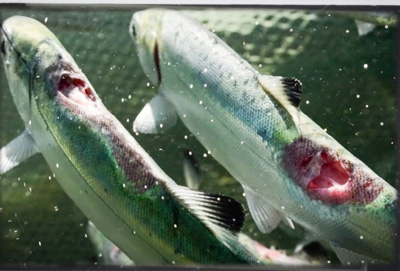 L'altissima densità di pesci nelle vasche alimenta le infestazioni dei pidocchi di mare che letteralmente staccano la carne dei pesci a brandelli.