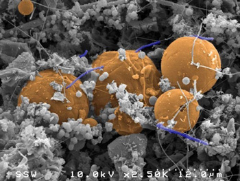 Nel mondo della Biosfera Oscura (Credit: Greg Wanger  Caltech e Gordon Southam  University of Queensland)