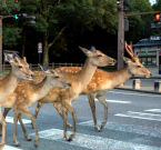 Nel periodo del lockdown gli animali si sono riappropriati degli spazi che finiora gli erano negati.  Cervi giapponesi a passeggio nella città di Nara