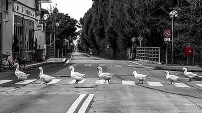 Oche a passeggio per le strade di Pietrasanta durante il lockdown