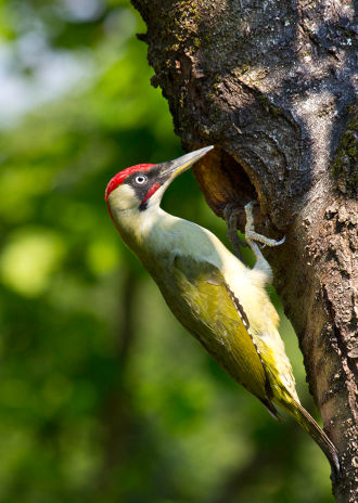 Il “Picus Martius” (picchio verde), una delle principali divinità citate nelle Tavole Ikuvine