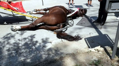 Il cavallo morto alla Reggia di Caserta, stremato sotto il sole di agosto