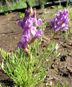 Oxytropis lambertii