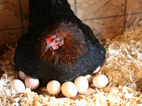 Chioccia durante la cova delle uova