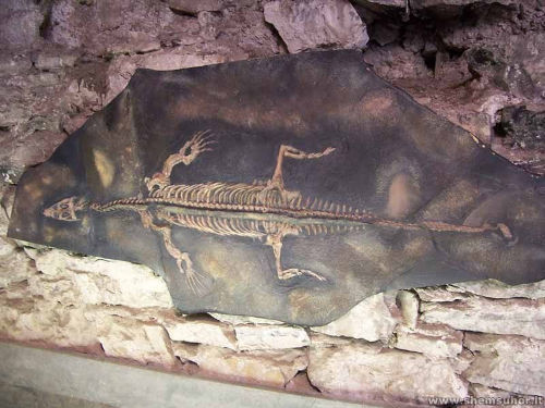 Lariosauro fossile di Perledo
