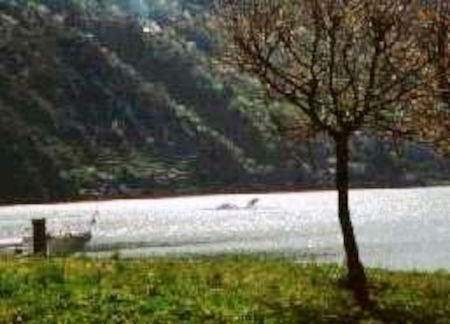 Lago di Como , il misterioso Animale di Dervio