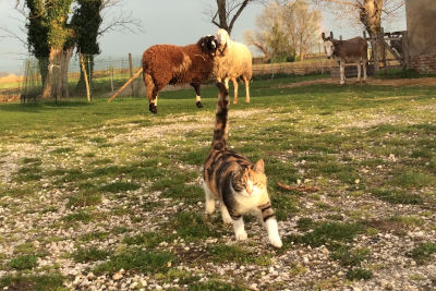 Animali liberi e felici