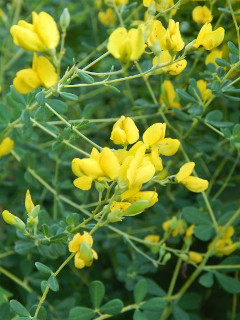 Baptisia tinctoria