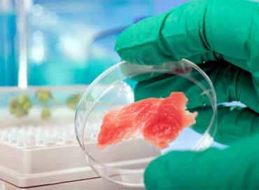 Carne coltivata in vitro