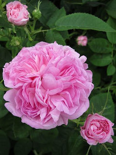 Rosa damascena