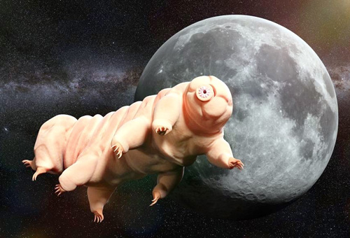  I Tardigradi sono stati scoperti anche sulla Luna 