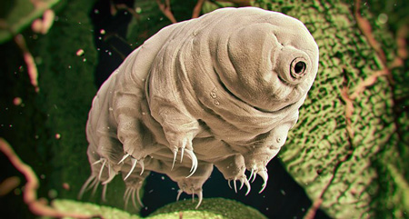 I Tardigradi: alieni dallo spazio profondo