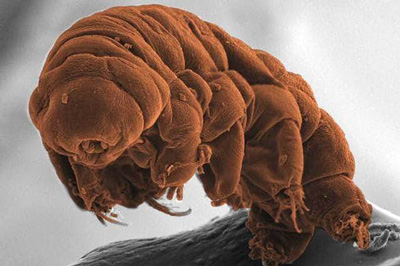 I Tardigradi: alieni dallo spazio profondo