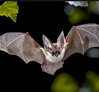 I pipistrelli e i pangolini, origine presunta del Corona Virus 