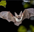 I pipistrelli e i pangolini, origine presunta del Corona Virus