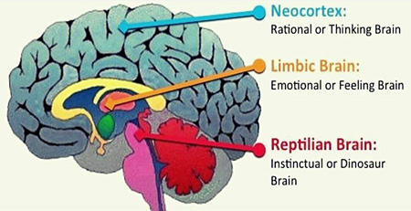  Il “Triune Brain”, il cervello trino. La teoria dei tre cervelli concepita dal medico e neuroscienziato statunitense Paul Donald MacLean 