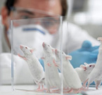 Vivisezione, sperimentazione animale… qual è la differenza?