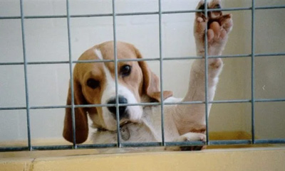 Anche i cani sono usati per la sperimentazione
