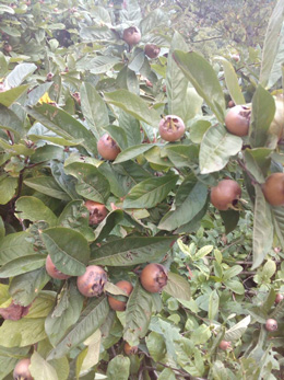 Un albero di Nespole comuni del giardino di Fabio Strinati