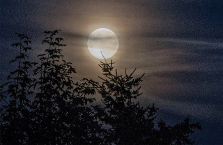 Secondo le credenze popolari, la luna influenza le piante e i raccolti