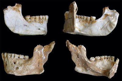 Reperti mandibolari rinvenuti nel sito archeologico di El Sidron in Spagna
