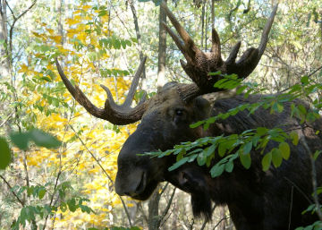 Alce, foresta di Chernobyl