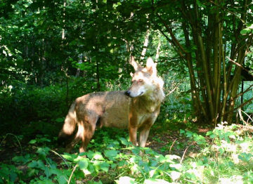 Lupo, foresta di Chernobyl