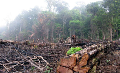 Deforestazione in Brasile