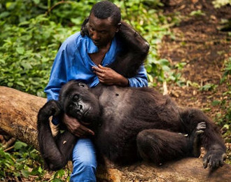 Ndakasi avec son soigneur