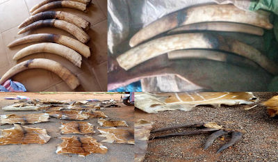 Des trophées de plusieurs espèces au Bénin protégées saisis des mains des braconniers