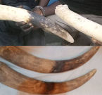 Avorio di elefante sequestrato nel Nord del Benin