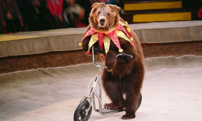 L’immagine umiliante di un orso in uno spettacolo circense