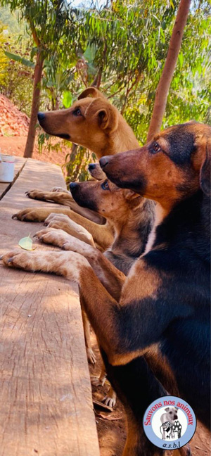 Les chiens du refuge attendent de manger