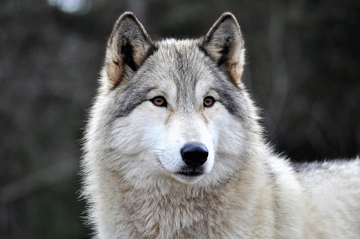 Il lupo, animale sacro per i Nativi americani 
