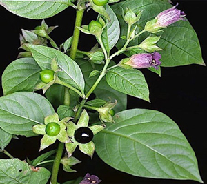 Atropa belladonna